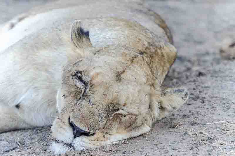 34 - Leona - parque nacional Kruger - Sudafrica